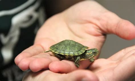 Canlı kaplumbağa satın al